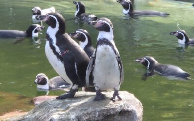 MINT-Ausflug zum Zoo Krefeld!